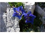 Trumpet Gentian (Gentiana clusii)